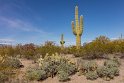 013 Saguaro NP